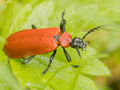 Pyrochroa coccinea